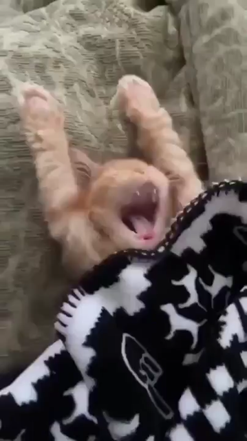 gif: Eine mit einer Decke zugedeckte, gähnende und schlaftrunkene  rote Katze